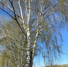 Продам землю 7.0 сот город Домодедово деревня Матчино Лидер кп
